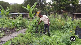 Urban Farming in Kenya Aims to Improves Food Security in Cities