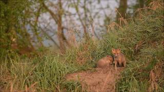 Wildlife vor den Toren Berlins - UNESCO Biosphärenreservat Spreewald