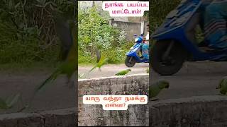 யார் வந்தாலும் நமக்கு என்ன பயம்! வாங்க சாப்பிடலாம்!#indianringneckparrot #பறவைகள் அன்பு