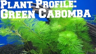 Green Cabomba - Plant Profile