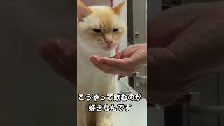 早くお水が欲しい猫、お水飲むのが可愛いんです