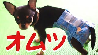 #53 黒豆くんパンツを履く２【極小チワワ】