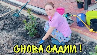 ВЛОГ ! С огородом ПОКОНЧЕНО ! ПОСАДИЛИ Розы и Лаванду !  БАТЯ ЛЕША