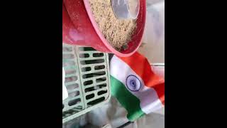 Very Fastest Way To Grow Tulsi Plant/ Holy Basil From Seeds || How To Collect Seeds From Tulsi Plant