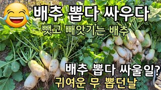 농막, 배추뽑기^^  배추 뽑다 싸우다 😂 뺏고 빼앗기는 배추 (주말농장,초보농부)