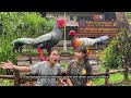 ep. 74 บ้านของไก่ฟ้าพญาลอ home range of siamese fireback