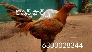 6300028344. రిచ్ వాటం మూడు పిల్లల బ్యాచ్