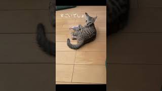 【保護猫】とったどー！のドヤ顔w #子猫 #兄妹 #可愛い #保護猫 #cat #shorts