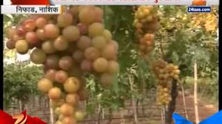 Zee 24 Taas | Nifad Nashik Package Provided Is It Enough For Farmer And His Destoyed Farm