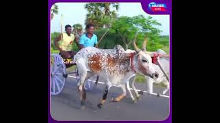 விநாயகர் சதுர்த்தி திருவிழாவை முன்னிட்டு மாட்டு வண்டி எல்லை பந்தயம்.  23 மாட்டு வண்டிகள் பங்கேற்பு.