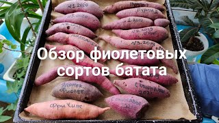 Обзор батата. Фиолетовые сорта. #батат