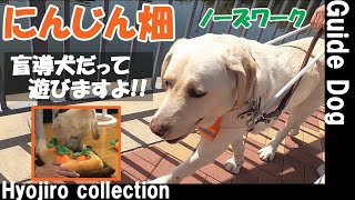 氷次郎コレクション】　盲導犬の氷次郎ノーズワークのにんじん畑に挑戦してみた