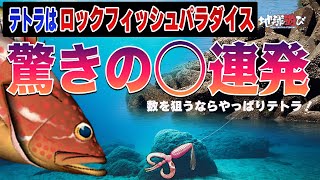 【絶好調アコウ】赤潮の中、驚きの連発劇！！【地球遊び287】