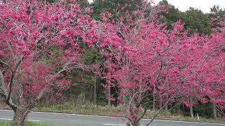 大洲家族旅行村　寒緋桜