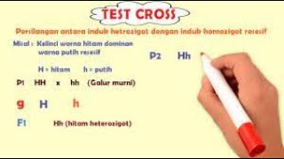 Persilangan genotip heterozigot dengan genotip homozigot resesif atau yang disebut Tess cro