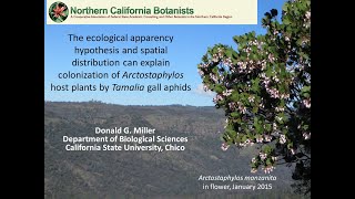 colonization of Arctostaphylos host plants by Tamalia gall aphids.