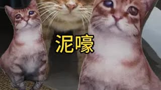 三日不见，如隔三日记录猫咪日常 帮我看下猫 萌宠出道计划 橘猫 猫咪