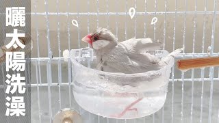 文鳥茶茶 曬太陽之澡堂  | 暖茶文鳥町