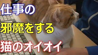 仕事の邪魔をする猫のオイオイ「パソコンが！キーボードが！」