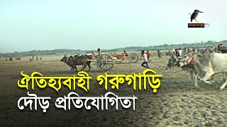 ঐতিহ্যবাহী গরুগাড়ি  দৌড় প্রতিযোগিতা I Maasranga News