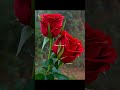 good morning video beautiful flower rose whatsapp_status video