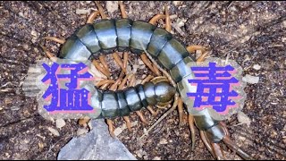 【猛毒】アオズムカデの大掃除...