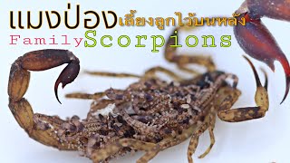 แมงป่องเลี้ยงลูกไว้บนหลัง#Family scorpions.