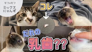 #19 【宝物】子猫の歯を拾いました！