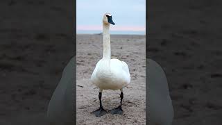 Massive Trumpeter Swan #birds #wildlife