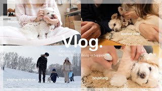 【Vlog】ミックス犬チワプーと家族で過ごす休日｜雪遊び❄｜ごはんとおやつ🍩｜ペットがいる暮らし🐶【夫婦+1歳児+ワンコ】