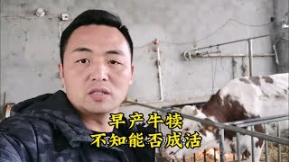 农村创业养牛，最烦遇到这种母牛，牛犊早产不知道能不能成活？