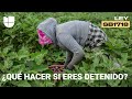 5 cosas que deben saber los inmigrantes indocumentados si son detenidos por la ley SB 1718