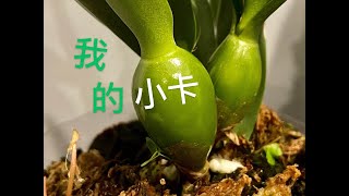 【20193】看看我的这棵小卡特兰，小卡 // 静姐说花378 / Rlc.Mayor Yamasaki 'Gem'