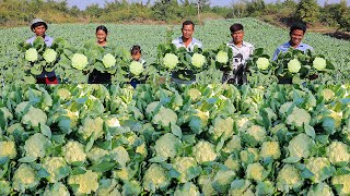 Growing and Harvesting Cauliflower in My Village - Cauliflower Cultivation