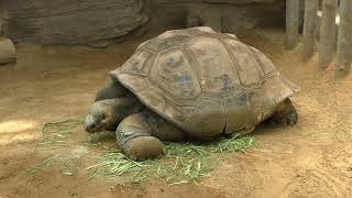 ガラパゴスゾウガメ太郎さんの食事中の様子　Galapagos giant tortoise Taro eating　2022年 08月 19日撮影