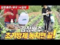 🌿 김장배추 초기방제 놓치면 끝! 🍂 가을배추 2주차 이만큼 자라거든요!