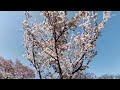 【4k】小金井公園の桜・西口付近（1）・駒繋・白雪・桜吹雪（2022年4月09日）