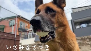 犬と庭遊び【新しいおもちゃ】シェパード2頭と雑種