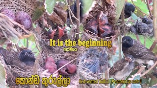 It is the beginning | ආරම්භය | 🪺 🐣 🐦 කොන්ඩ කුරුල්ලා Red-vented Bulbul (Pycnonotus cafer)