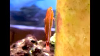 アオギハゼ　Aogihaze, Cave pygmy goby 　Trimma caudomaculatum