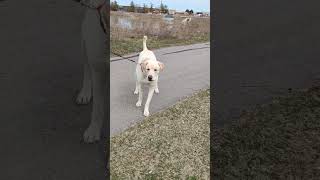 #youtube #youtubeshorts #viral #shorts #short #shortvideo #animals #dog #viralvideo #enjoy #fun#love