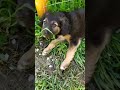 Cuccioli Cani Taglia Media maschi femmine in regalo video 3