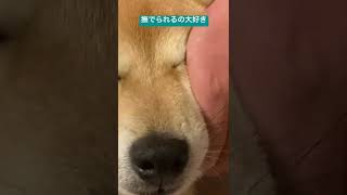 【柴犬】撫でてもらって気持ち良さそうな柴犬ココ#shorts #shiba #shibainu #柴犬 #しばいぬ