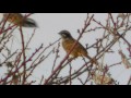 ホオジロ　20151222　頬白　emberiza cioides