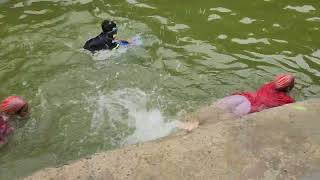 കുട്ടികളുടെ നീന്തൽ മത്സരം | എന്റെ കുളത്തിൽ | Children's swimming competition in my pool