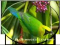 Suara Cuca Rante   Blue winged Leafbird song