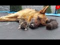 German shepherd meets newborn kittens for the first time