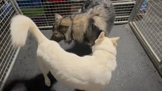 Breeding, Mating, Tie, Lock of German Shepherd Dogs Educational #dog #nature #doglover #dogs #life