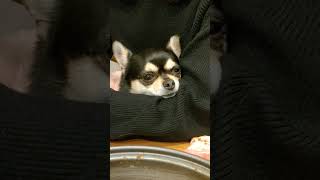 【チワワ】ココアの日常⑤ 睡魔と戦うココア 　#いぬ #チワワ #チワワのココまろ日記 #犬 #chihuahua #dog #犬のいる暮らし