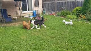 The doggie trio, Frosty in white, zTsewa in brown, Kiwi in black and white